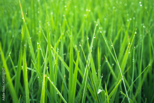 Green rice field in local area thailand,background