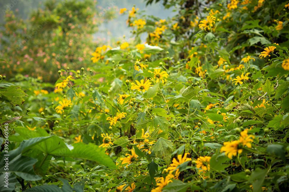 Beautiful yellow flowers (known as Melampodium) belonging to sun flower family.