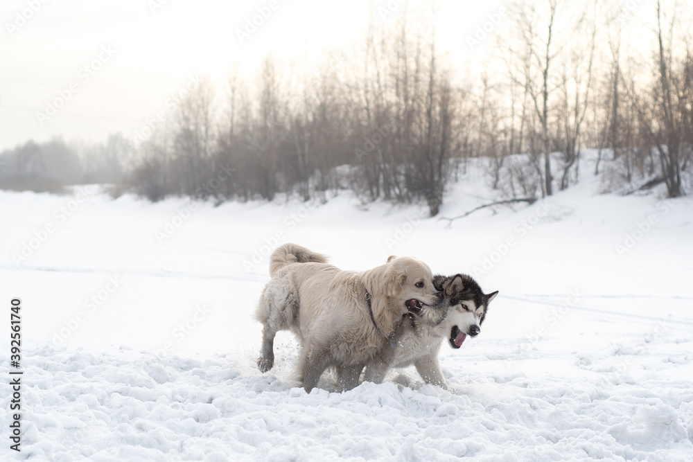Naklejka premium dog in snow