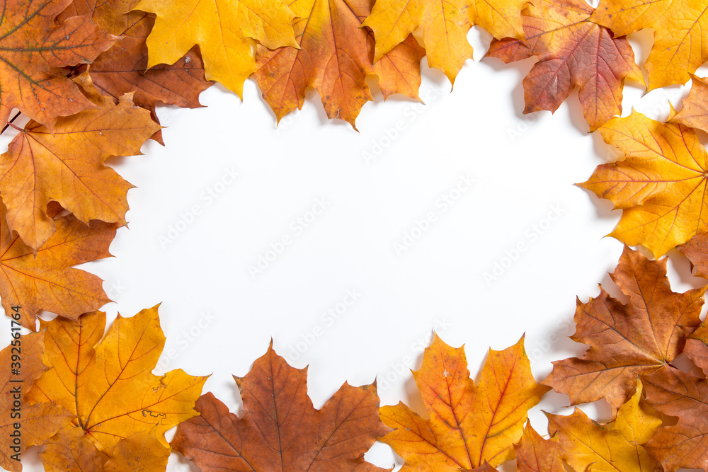Orange autumn leaves make frame on a white background, the concept of autumn template, the preparation for the text, Thanksgiving day. Copy space. Orange autumn leaves make frame on a white background, the concept of autumn template, the preparation for the text, Thanksgiving day. Copy space.
