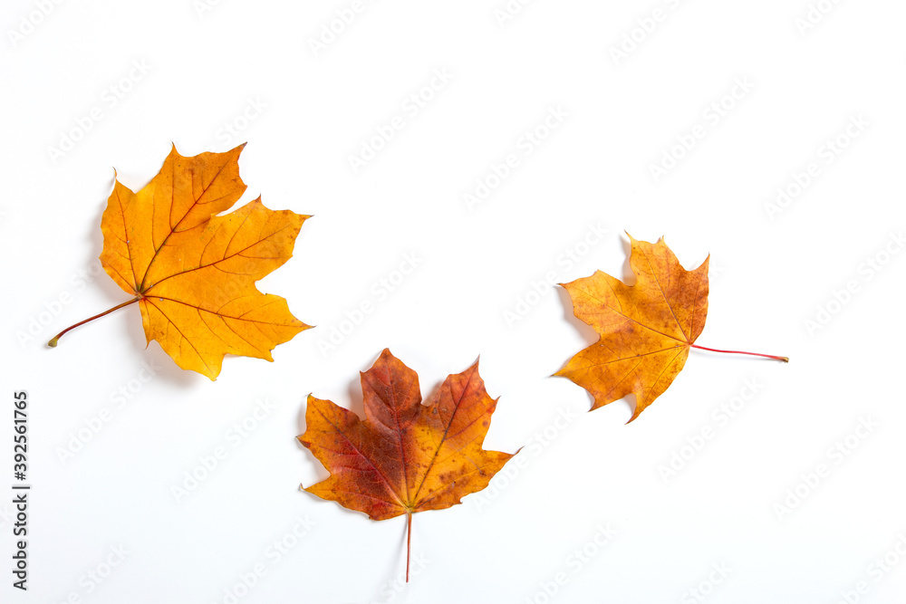 Orange autumn leaves on white background, the concept of autumn template, the preparation for the text, Thanksgiving day. Copy space. Orange autumn leaves on white background, the concept of autumn template, the preparation for the text, Thanksgiving day. Copy space.