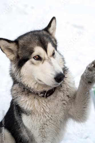 malamute