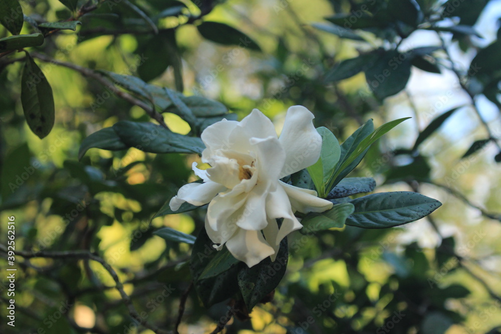 Obraz premium white jasmine