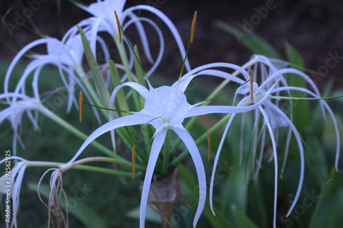 Sumatera white orchids