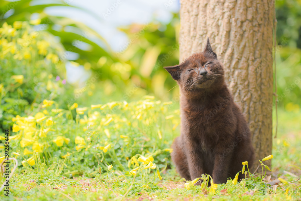 Fototapeta premium A cat surrounded by flowers on a sunny spring day