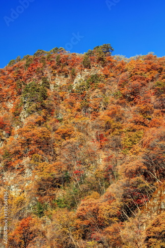 吾妻峡屏風岩の秋