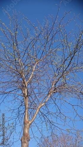 Spring tree blossoming and blue sky