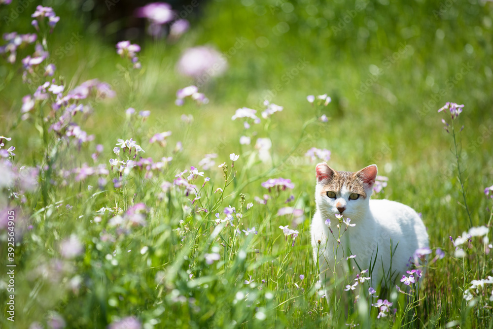 A cat surrounded by flowers on a sunny spring day
