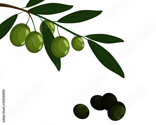 olive branch isolated on white. Vector. illustration.