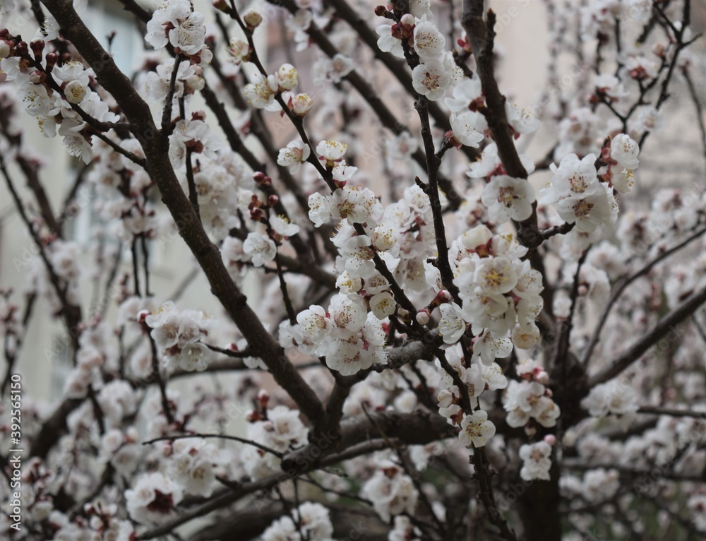 Tree blossoming, white flowers, Spring, tree flowering Tree blossoming, white flowers, Spring, tree flowering