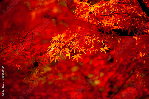 紅葉も森に差し込む夕日 © H.Tsuboi