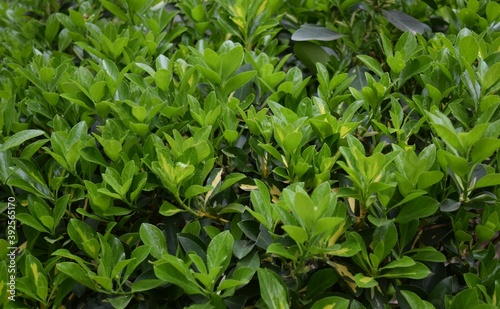 close up of a green plant  leaves in the garden