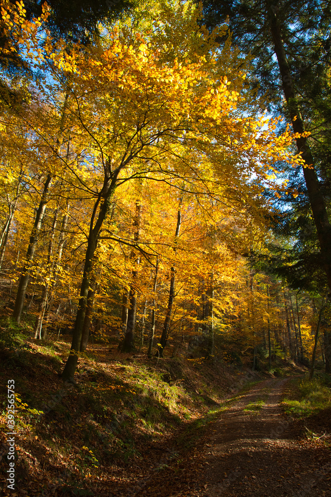 bunter Herbstwald in der Ortenau nahe Schmieheim