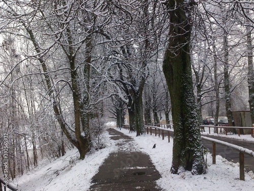 Beautiful snow view with trees in the winter