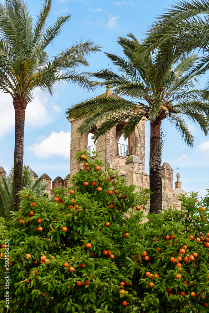 orange tree and tower.
view of the tower of alcazara in corboda sorrounded by palms and orange trees. spain . andalusia