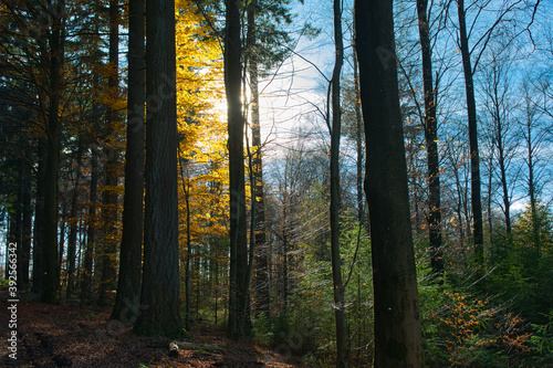 bunter Herbstwald in der Ortenau nahe Schmieheim © Tanja Voigt 