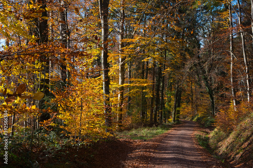bunter Herbstwald in der Ortenau nahe Schmieheim