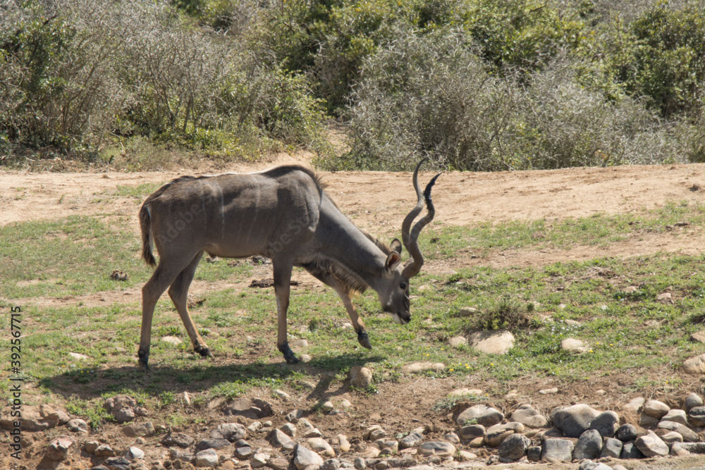 Obraz premium Addo Elephant National Park: kudud bull grazing