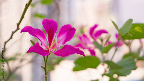 Photography Pink Purple Bauhinia Orchid tree, known as Hong Kong Orchid and Butterfly tree