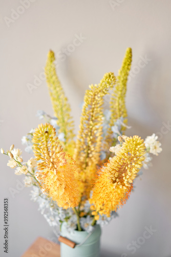 Eremurus flowering ornamental plant, beautiful yellow orange foxtail lily flowers in bloom, Desert Candle flower. Floristry concept. Spring colors