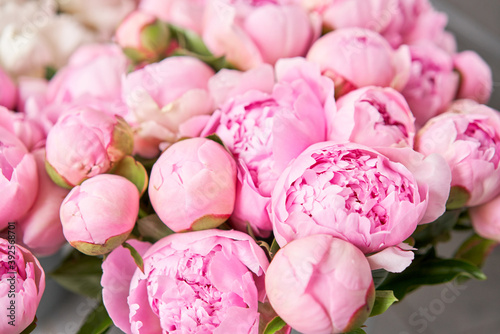 Fototapeta Naklejka Na Ścianę i Meble -  Floral carpet or Wallpaper. Background of pink and white peonies. Morning light in the room. Beautiful peony flower for catalog or online store. Floral shop and delivery concept .