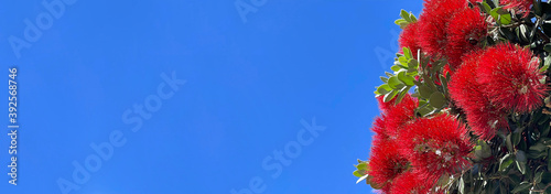 New Zealand red pohutukawa tree flowers with blue sky in the background photo