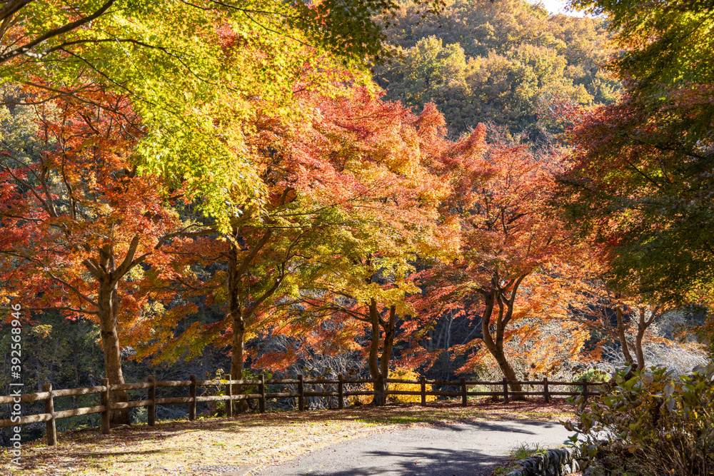 秩父ミューズパークのもみじの紅葉