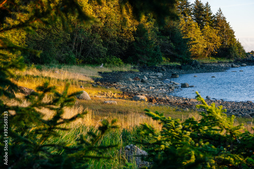 Summer Beach in the Tongass National Forest
