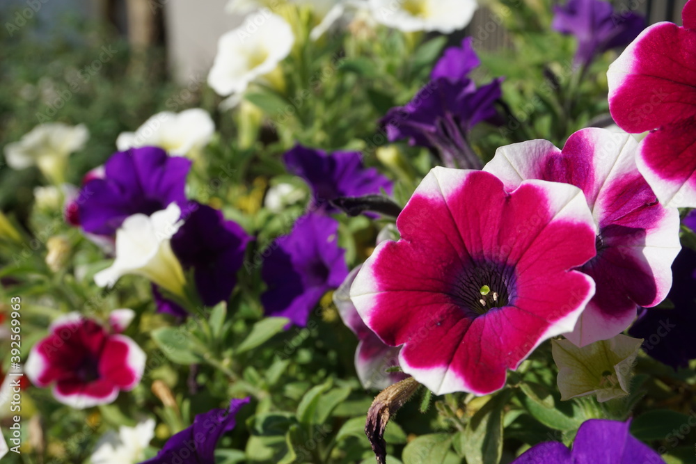 グラデーションの花 グラデーションの花