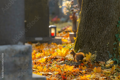 squirrel searching for food on cemetery 