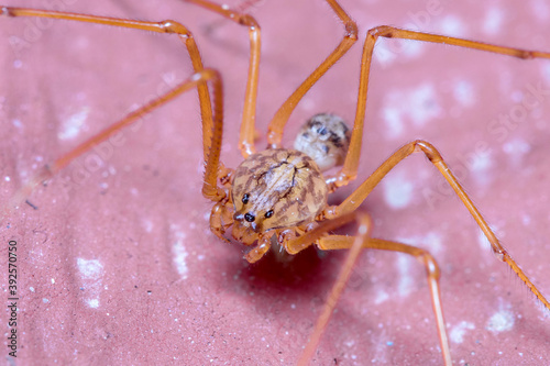 Scytodes univitatta spider posed on a red floor under the sun photo