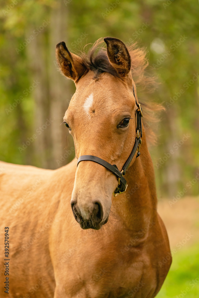 Portrait of buckskin foal, the horse with halter stands in the forest. Autumn sun Portrait of buckskin foal, the horse with halter stands in the forest. Autumn sun
