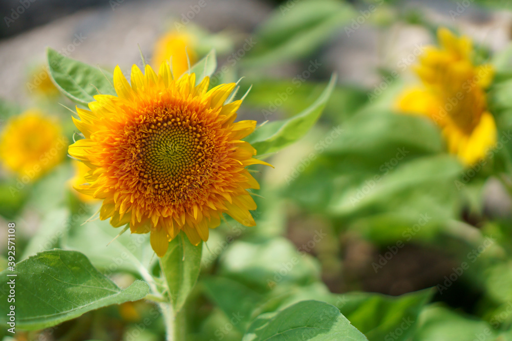 Yellow petals of dwarf Sunflower on green leaf under sun light morning Yellow petals of dwarf Sunflower on green leaf under sun light morning