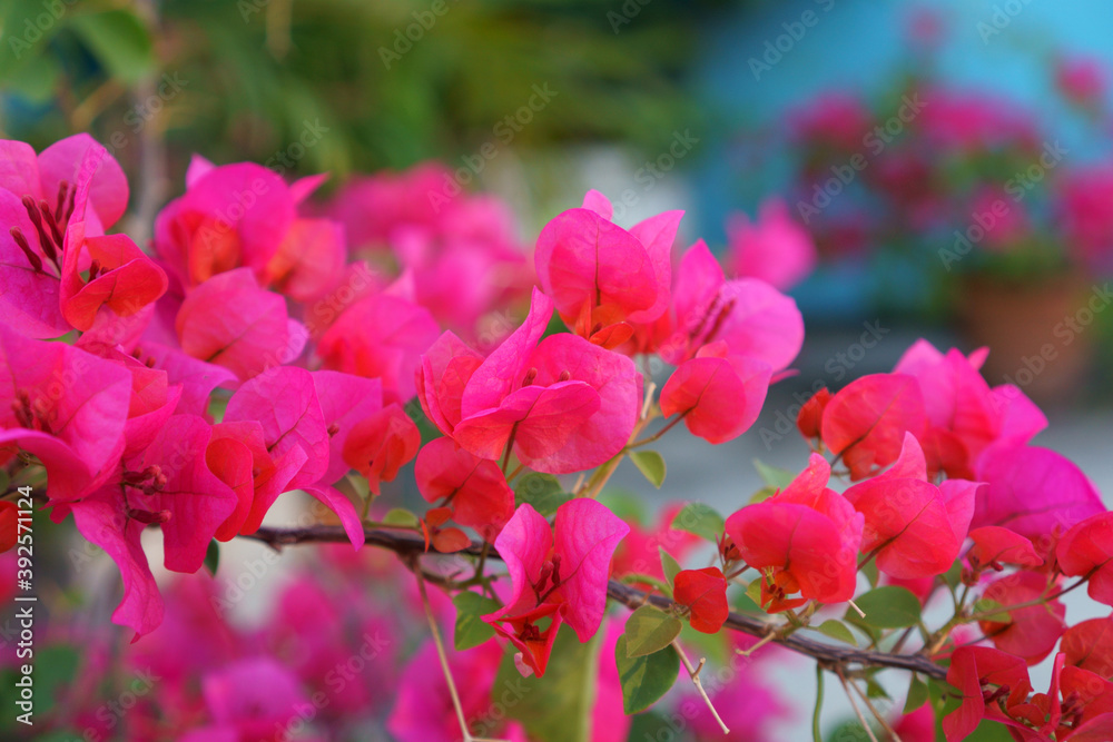 A bunch of red Bougianvillea petals on blurry blue background