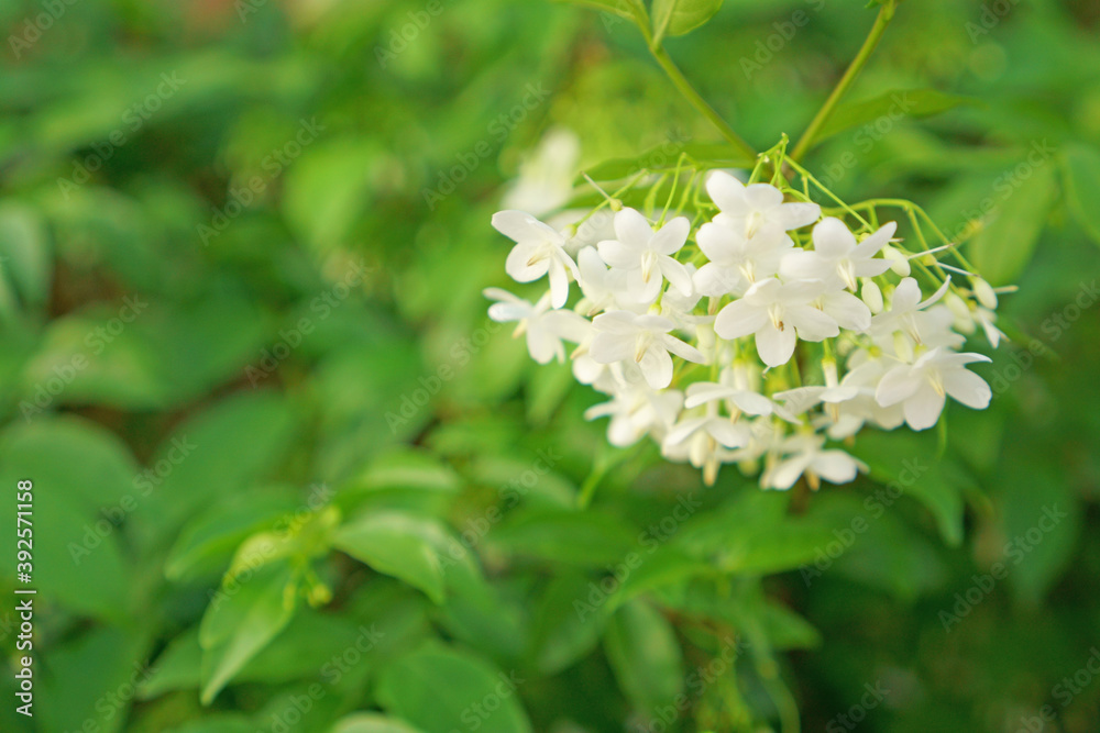 Branch white petals Wrightia flowering shrub on green leafs Branch white petals Wrightia flowering shrub on green leafs