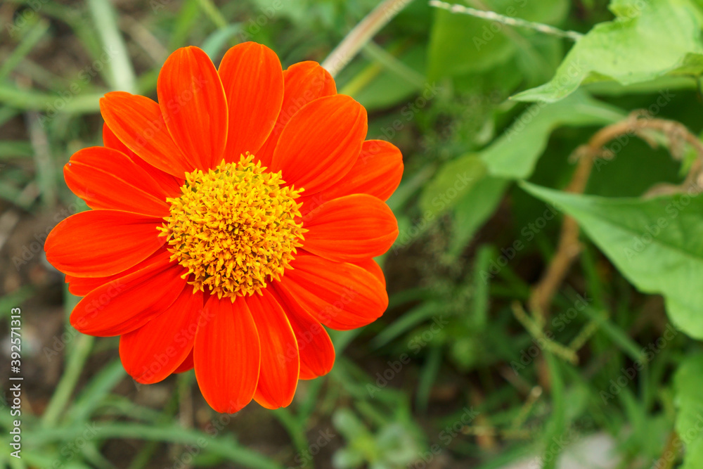 Orange petals of Mexican sunflower known as the tree marigold or Japanese sunflower Orange petals of Mexican sunflower known as the tree marigold or Japanese sunflower