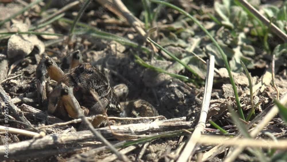 Burrowing wolf spider peeks out of its burrow, waiting for insects to attack. Macro view spider in wildlife