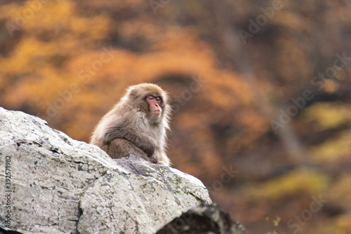 紅葉の時期に、岩の上に座っているニホンザル　 © rai