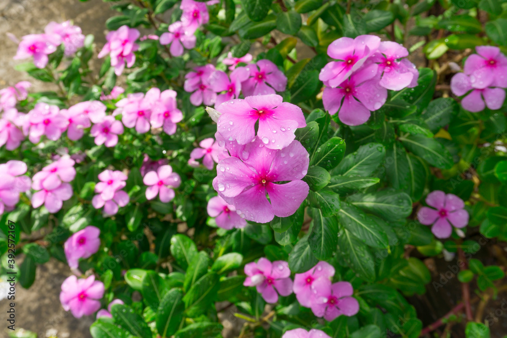 Pink petals of West Indian perwinkle known as Pinkle-pinkle, Old maid and cayenne jasmine