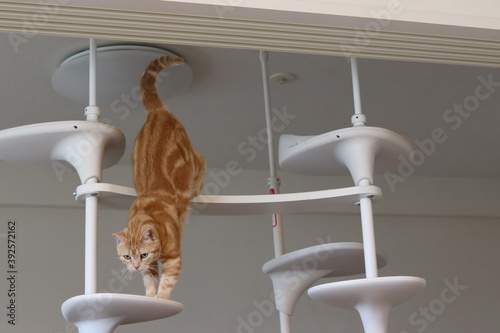 キャットタワーから降りる猫アメリカンショートヘアレッドタビー
American shorthair cat getting off the cat tower.