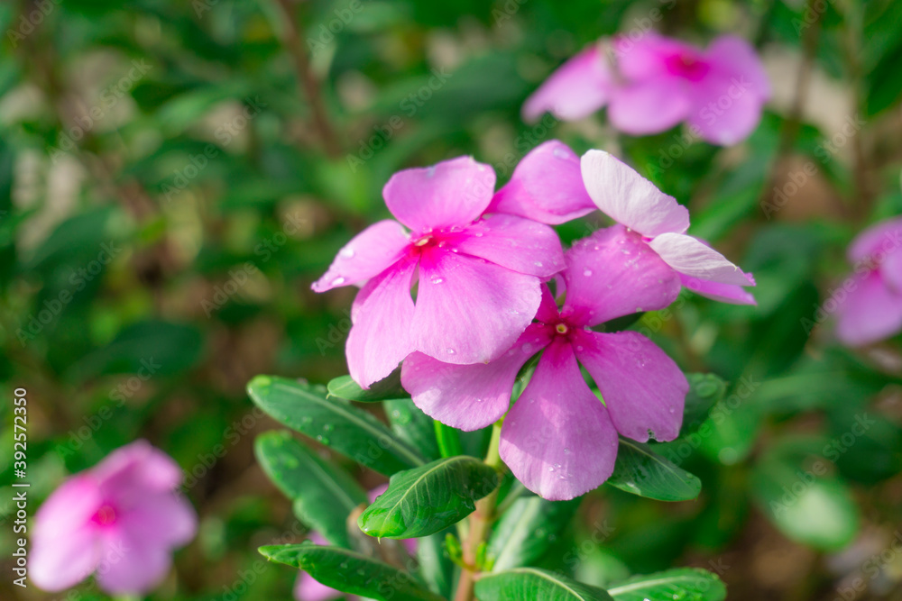 Pink petals of West Indian perwinkle known as Pinkle-pinkle, Old maid and cayenne jasmine Pink petals of West Indian perwinkle known as Pinkle-pinkle, Old maid and cayenne jasmine