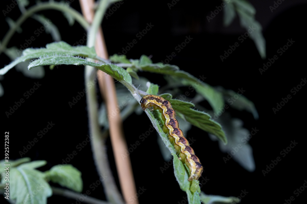 Oruga De Helicoverpa Arm gera Taladro O Barrenador Del Fruto Del oruga-de-helicoverpa-arm-gera-taladro-o-barrenador-del-fruto-del