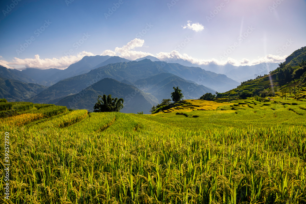 Fototapeta premium Terraced rice fields in Y ty, Sapa, Laocai, Vietnam prepare the harvest