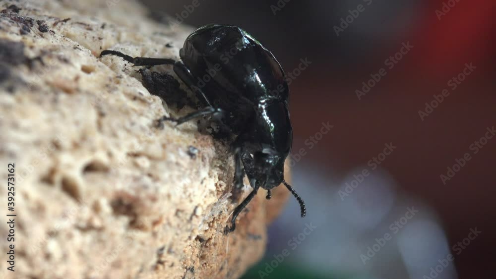 Bloody-nosed beetle move early in the morning (Timarcha tenebricosa ...