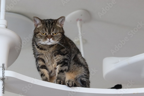 キャットタワーから降りられなｍ猫のアメリカンショートヘアブラウンタビー American shorthair cat that can't get off the cat tower.