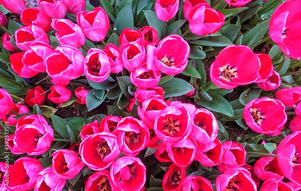 pink and white tulips pink and white tulips
