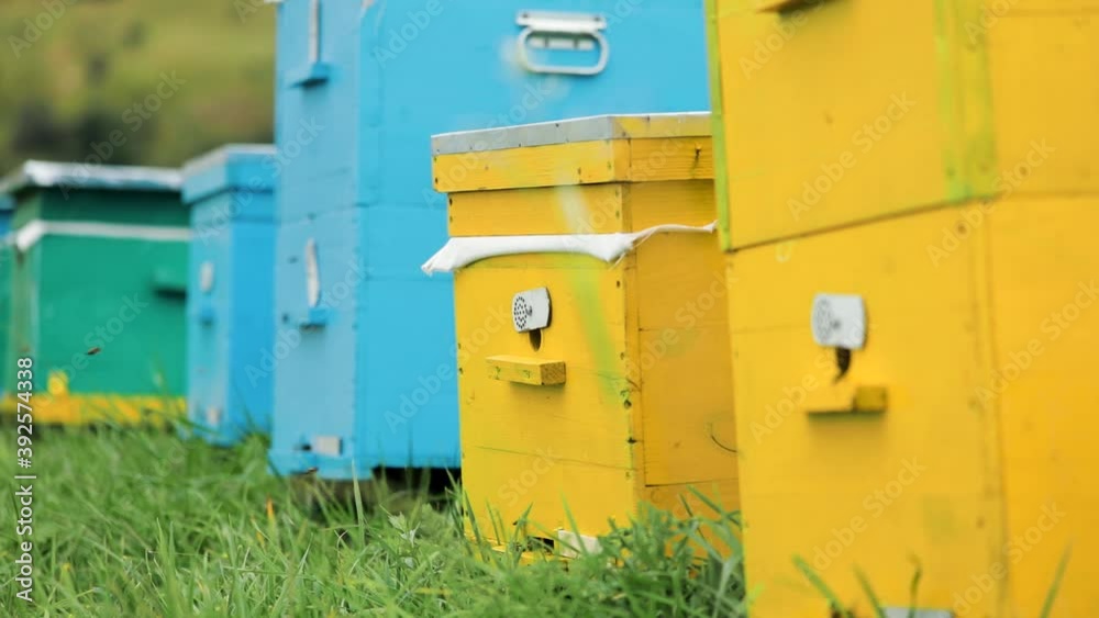 Bees flying to the hives in the at the apiary Bees flying to the hives in the at the apiary