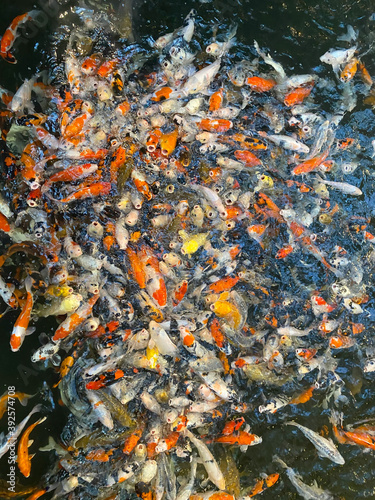 Colorful Koi fish floating in the pond