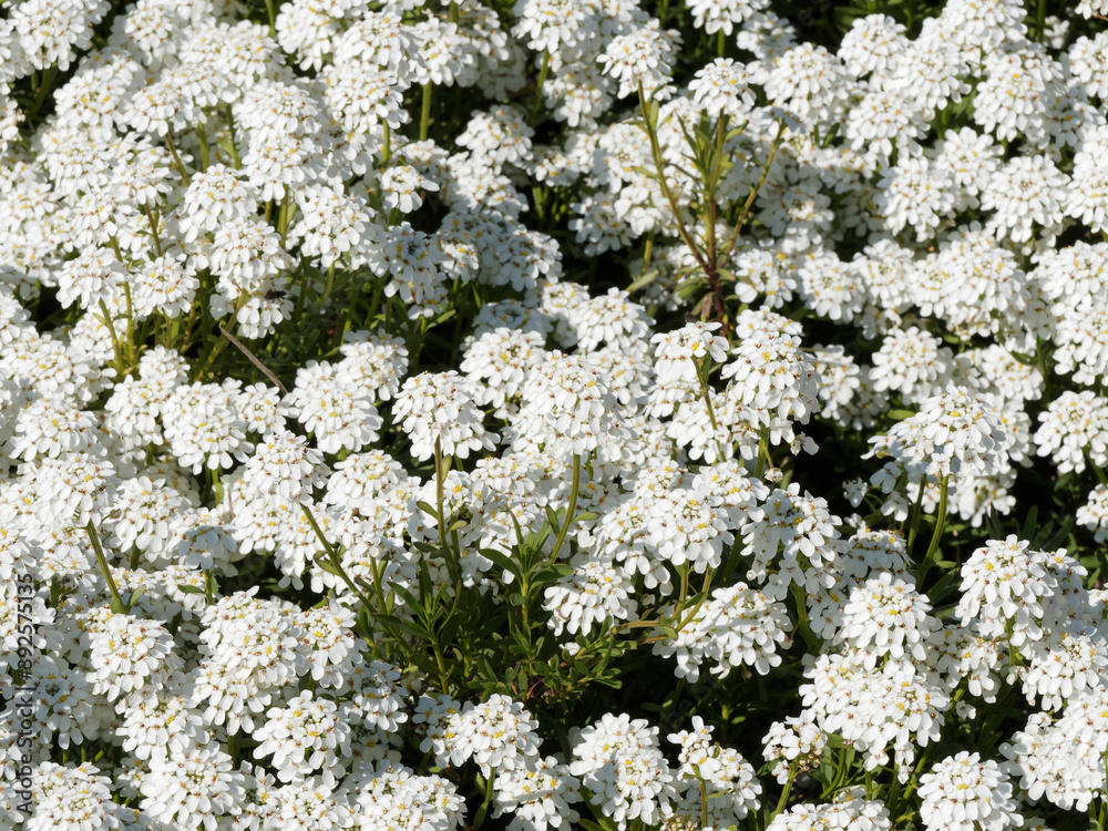 Dekoration von Steinbeet mit Immergrüne Schleifenblume oder iberis