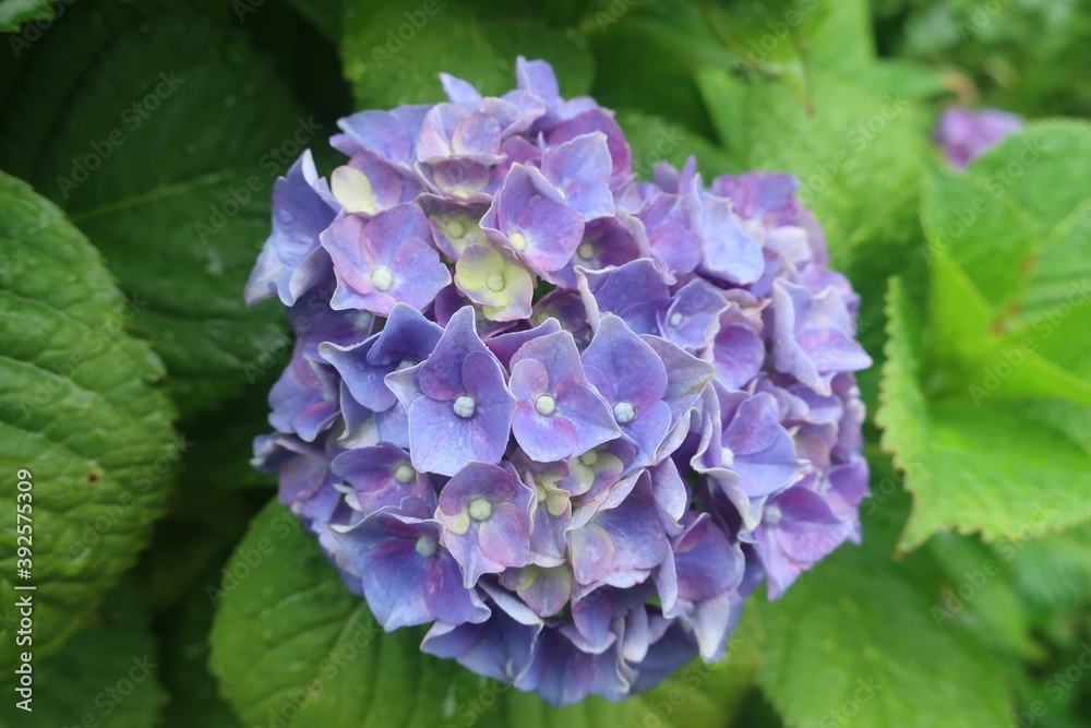梅雨に咲く美しい紫陽花